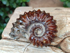 Polished Douvilleiceras Ammonite Fossil Specimen x 1 From Madagascar