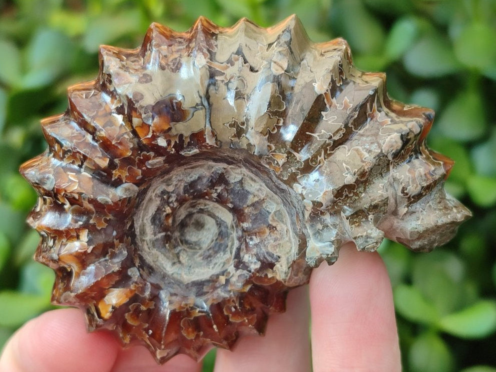 Polished Douvilleiceras Ammonite Fossil Specimen x 1 From Madagascar