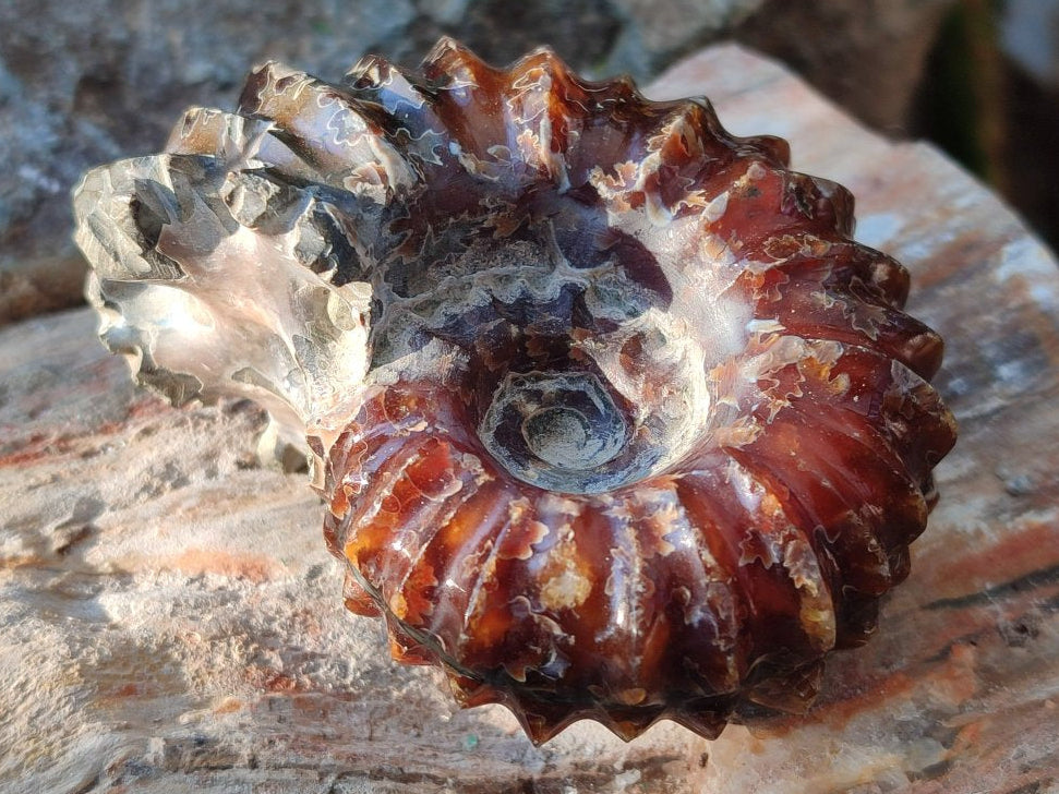 Polished Douvilleiceras Ammonite Fossil Specimen x 1 From Madagascar