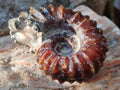 Polished Douvilleiceras Ammonite Fossil Specimen x 1 From Madagascar