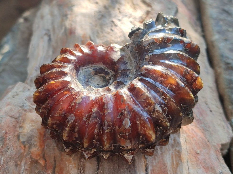 Polished Douvilleiceras Ammonite Fossil Specimen x 1 From Madagascar