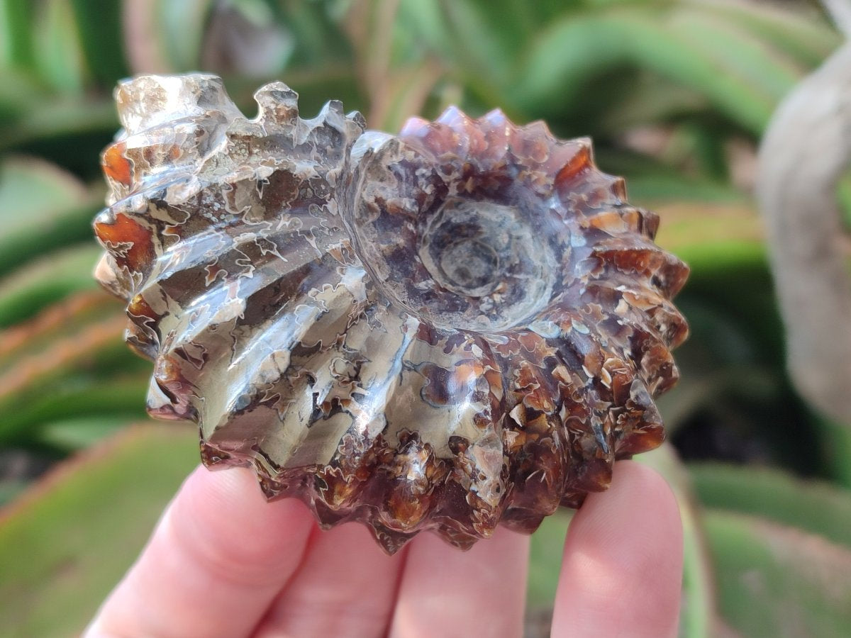 Polished Douvilleiceras Ammonite Fossil Specimen x 1 From Madagascar