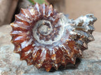 Polished Douvilleiceras Ammonite Fossil Specimen x 1 From Madagascar