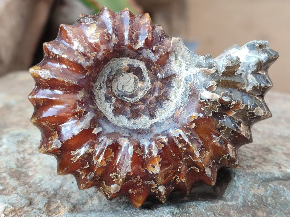 Polished Douvilleiceras Ammonite Fossil Specimen x 1 From Madagascar