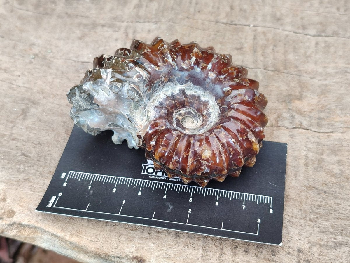 Polished Douvilleiceras Ammonite Fossil Specimen x 1 From Madagascar