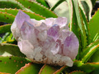 Natural Jacaranda Amethyst Crystal Cluster x 1 From Zambia
