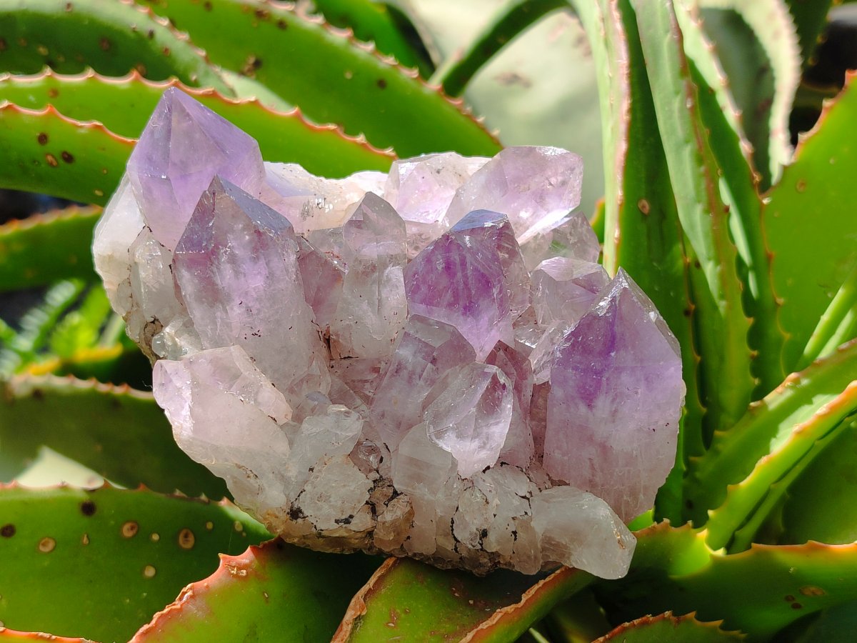 Natural Jacaranda Amethyst Crystal Cluster x 1 From Zambia