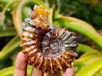 Polished Amber Calcite Douvilleiceras Spined Ammonite x 1 From Maintirano, Madagascar