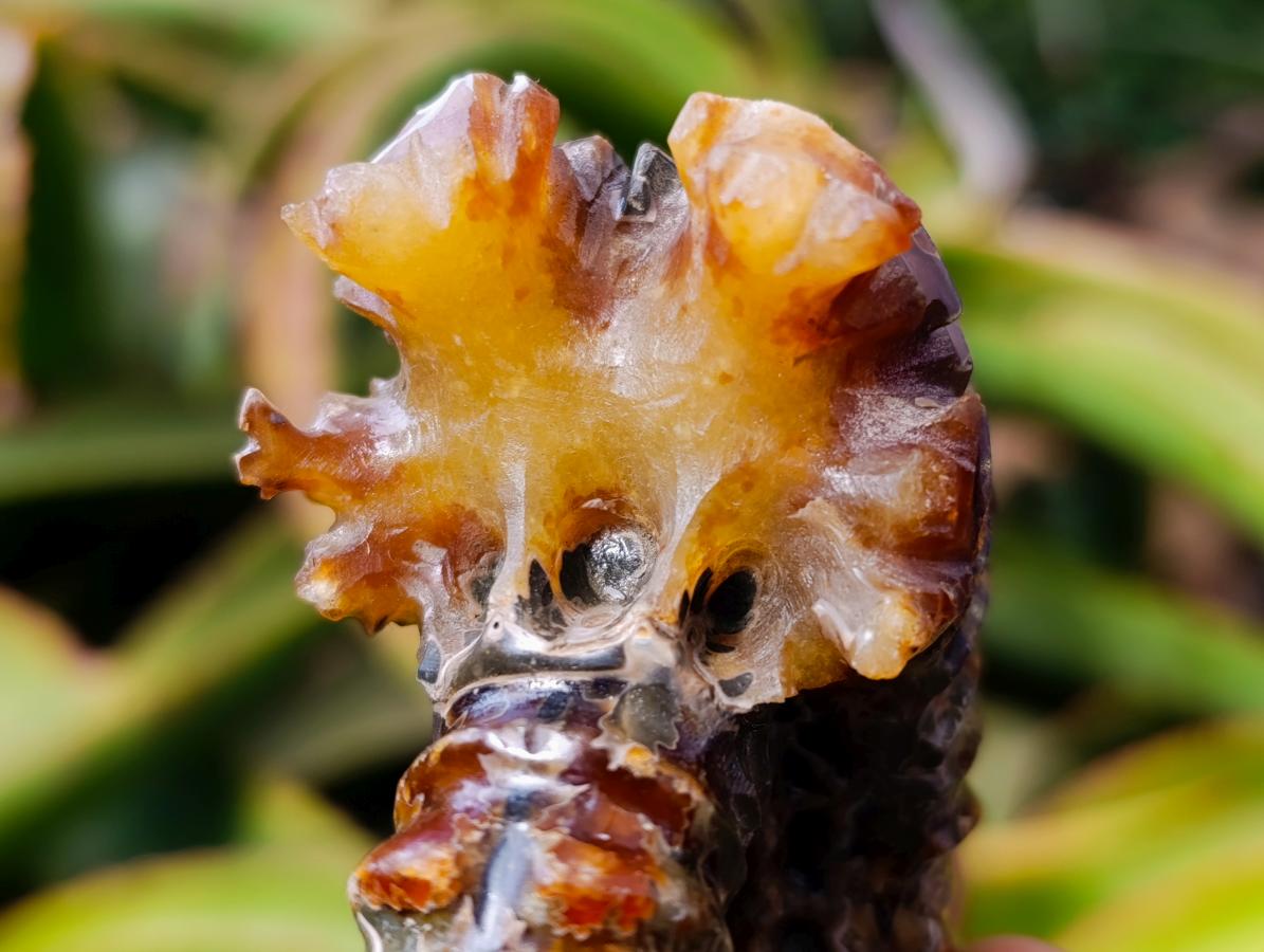 Polished Amber Calcite Douvilleiceras Spined Ammonite x 1 From Maintirano, Madagascar