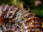 Polished Amber Calcite Douvilleiceras Spined Ammonite x 1 From Maintirano, Madagascar