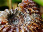 Polished Amber Calcite Douvilleiceras Spined Ammonite x 1 From Maintirano, Madagascar