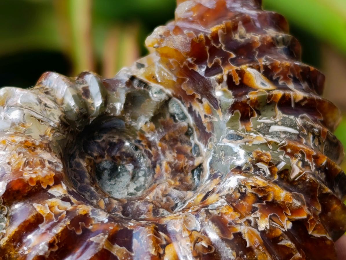 Polished Amber Calcite Douvilleiceras Spined Ammonite x 1 From Maintirano, Madagascar