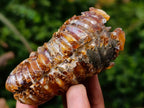 Polished Amber Calcite Douvilleiceras Spined Ammonite x 1 From Maintirano, Madagascar