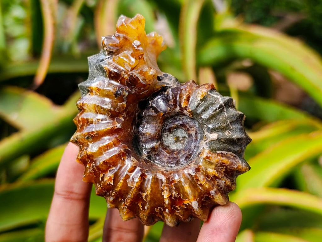 Polished Amber Calcite Douvilleiceras Spined Ammonite x 1 From Maintirano, Madagascar