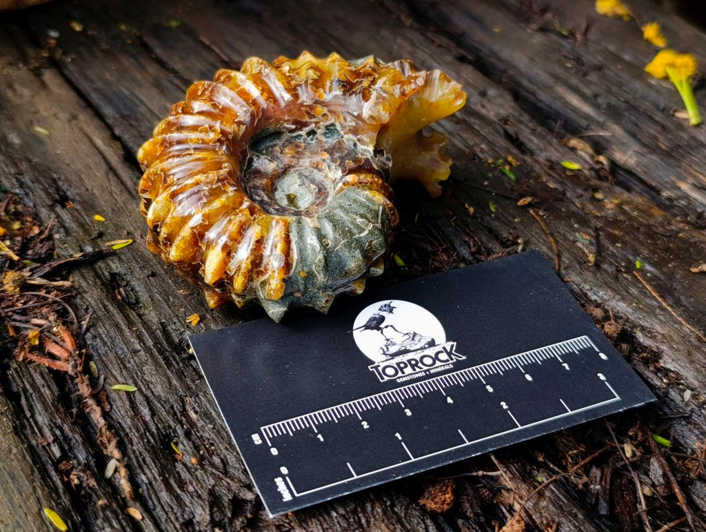 Polished Amber Calcite Douvilleiceras Spined Ammonite x 1 From Maintirano, Madagascar
