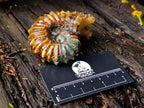 Polished Amber Calcite Douvilleiceras Spined Ammonite x 1 From Maintirano, Madagascar