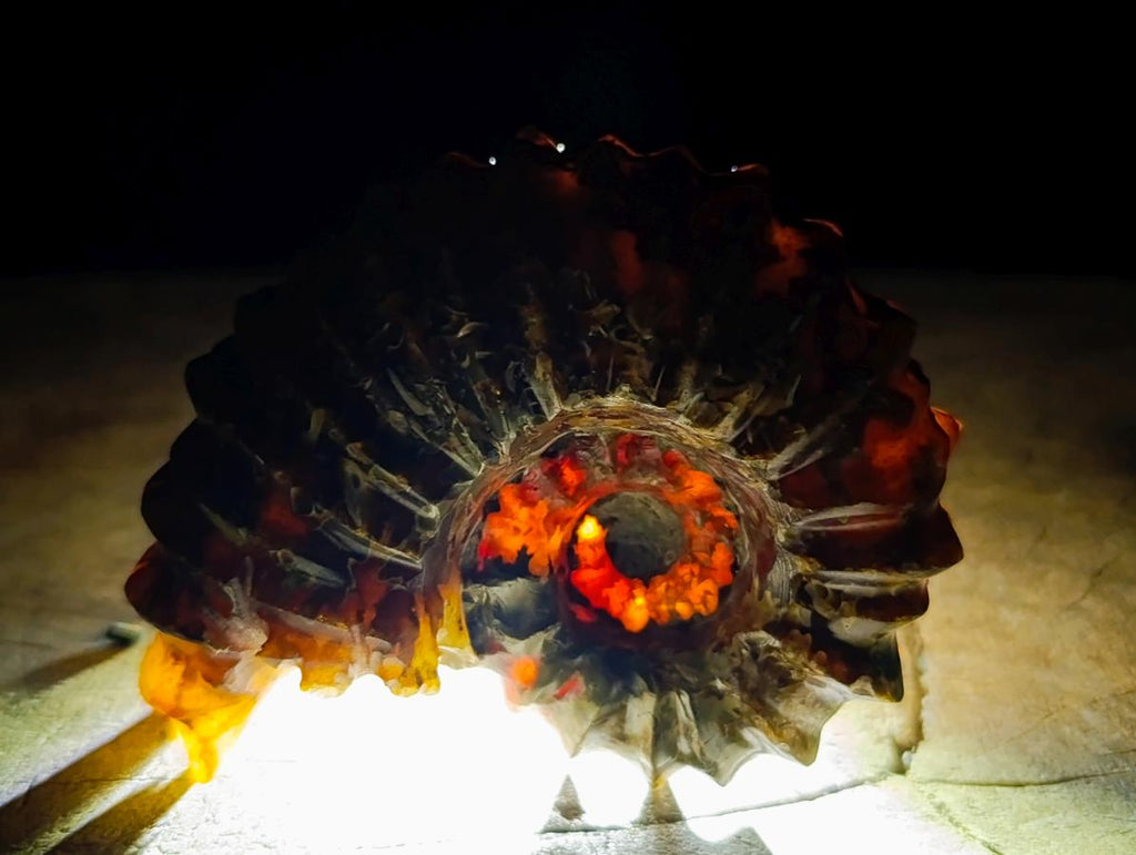 Polished Amber Calcite Douvilleiceras Spined Ammonite x 1 From Maintirano, Madagascar
