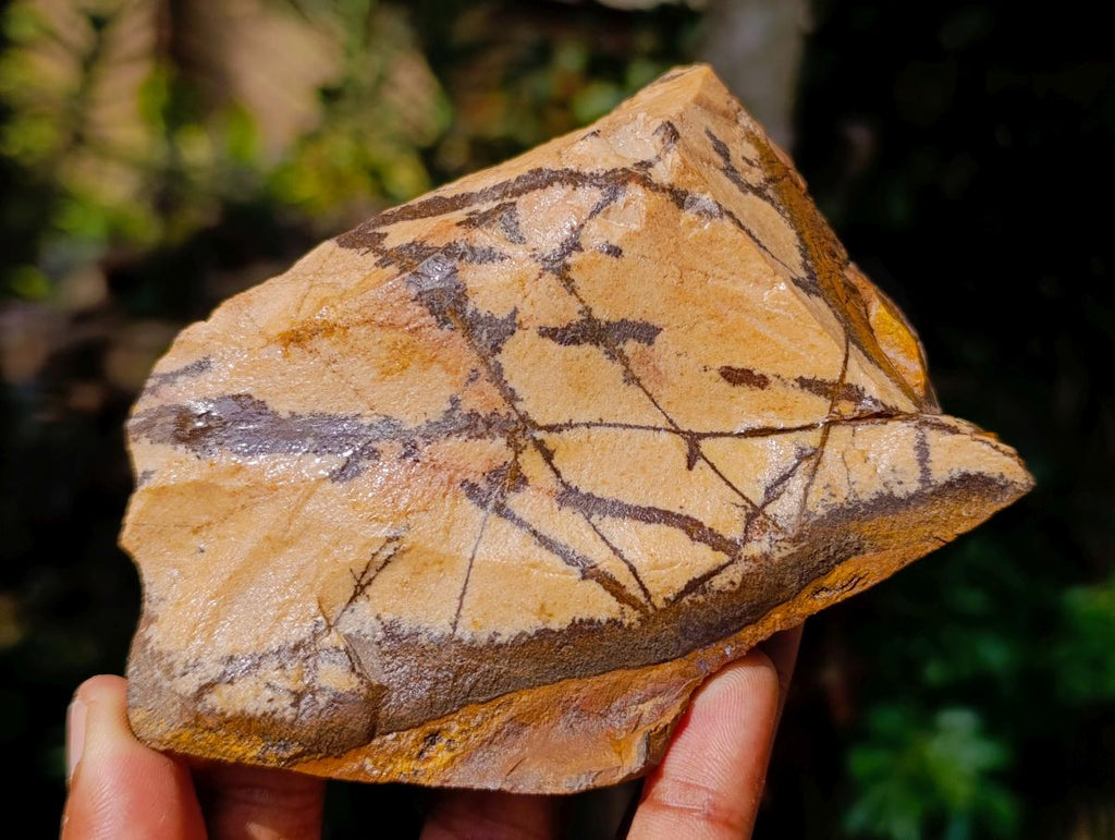 Polished One Side Nguni Jasper Specimen x 1 From Northern Cape, South Africa