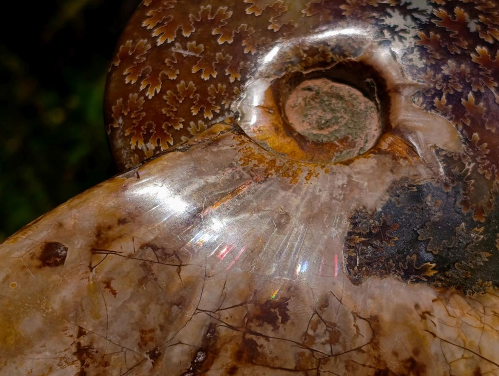 Polished Large Pyritized and Opalized Cleoniceras Ammonite x 1 From Madagascar