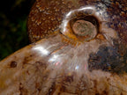Polished Large Pyritized and Opalized Cleoniceras Ammonite x 1 From Madagascar