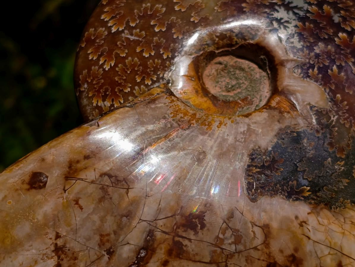 Polished Large Pyritized and Opalized Cleoniceras Ammonite x 1 From Madagascar