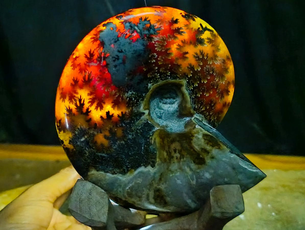 Polished Large Pyritized and Opalized Cleoniceras Ammonite x 1 From Madagascar
