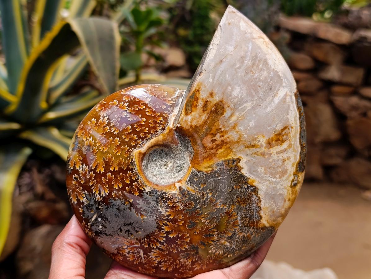 Polished Large Pyritized and Opalized Cleoniceras Ammonite x 1 From Madagascar