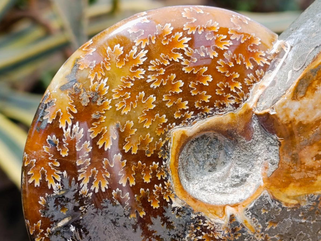 Polished Large Pyritized and Opalized Cleoniceras Ammonite x 1 From Madagascar