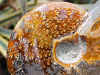 Polished Large Pyritized and Opalized Cleoniceras Ammonite x 1 From Madagascar
