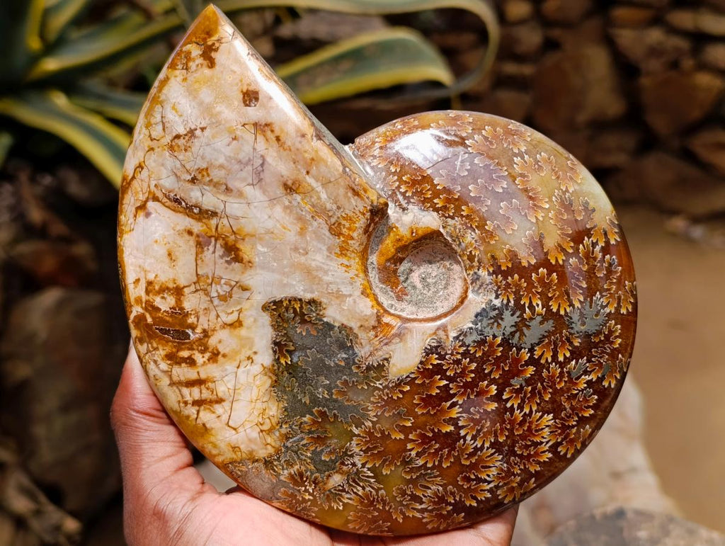Polished Large Pyritized and Opalized Cleoniceras Ammonite x 1 From Madagascar