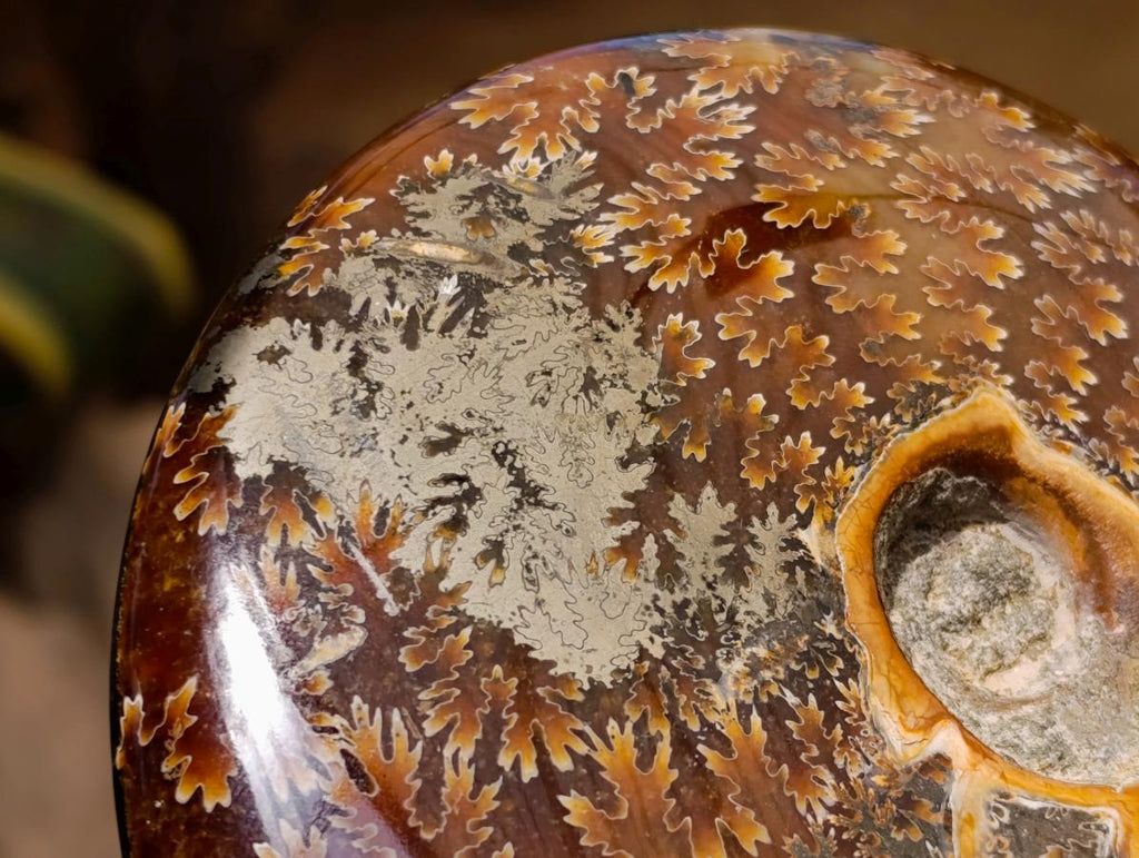 Polished Large Pyritized and Opalized Cleoniceras Ammonite x 1 From Madagascar