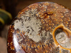 Polished Large Pyritized and Opalized Cleoniceras Ammonite x 1 From Madagascar