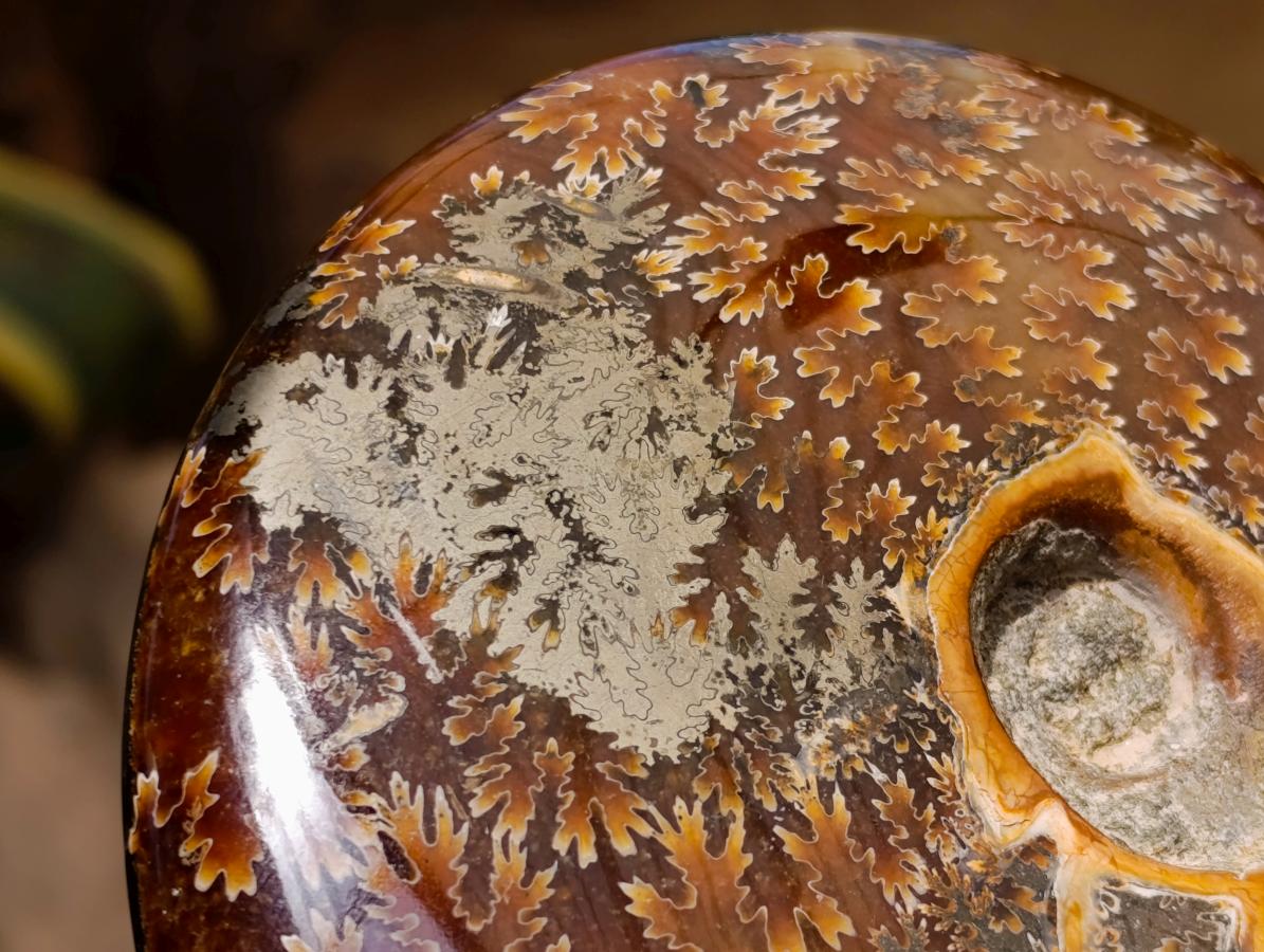 Polished Large Pyritized and Opalized Cleoniceras Ammonite x 1 From Madagascar