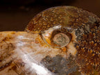 Polished Large Pyritized and Opalized Cleoniceras Ammonite x 1 From Madagascar