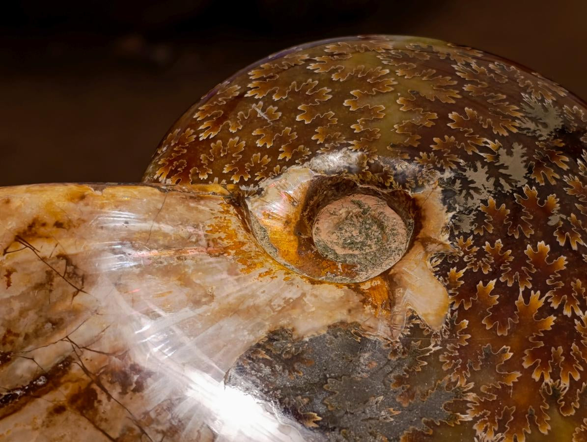 Polished Large Pyritized and Opalized Cleoniceras Ammonite x 1 From Madagascar