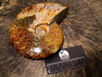 Polished Large Pyritized and Opalized Cleoniceras Ammonite x 1 From Madagascar