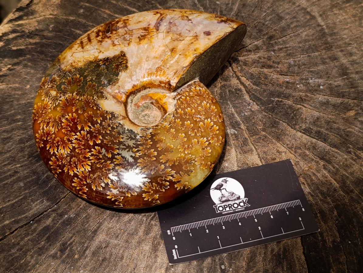 Polished Large Pyritized and Opalized Cleoniceras Ammonite x 1 From Madagascar