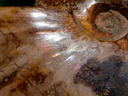 Polished Large Pyritized and Opalized Cleoniceras Ammonite x 1 From Madagascar