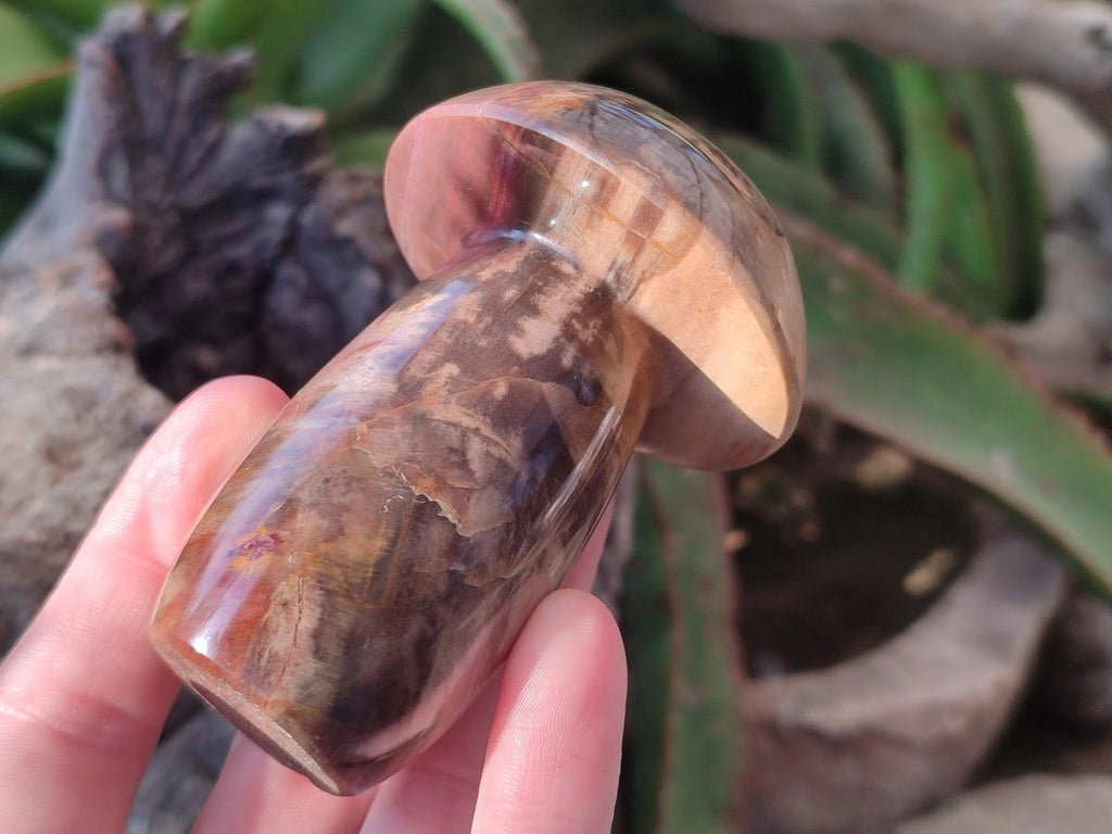 Polished Podocarpus Petrified Wood Mushroom Carving x 1 From Mahajanga Madagascar