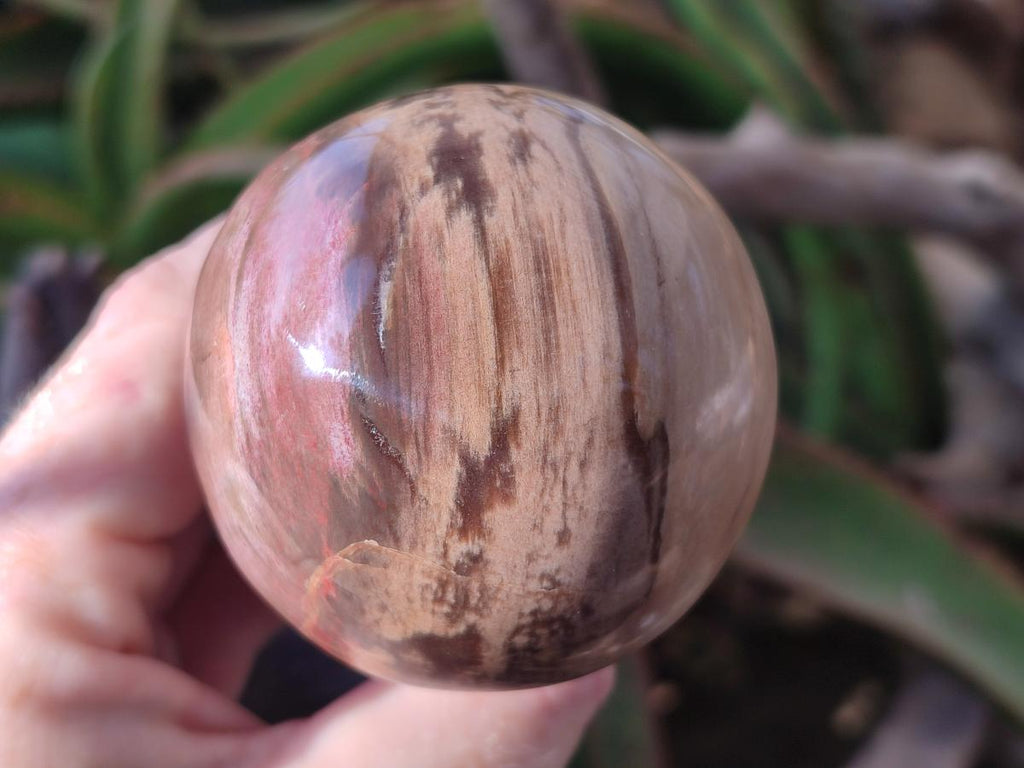Polished Podocarpus Petrified Wood Mushroom Carving x 1 From Mahajanga Madagascar