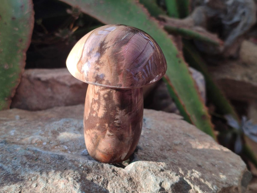 Polished Podocarpus Petrified Wood Mushroom Carving x 1 From Mahajanga Madagascar