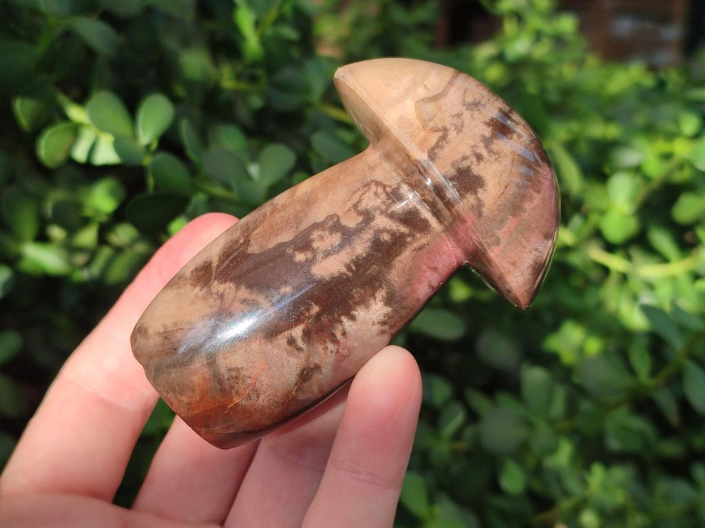Polished Podocarpus Petrified Wood Mushroom Carving x 1 From Mahajanga Madagascar