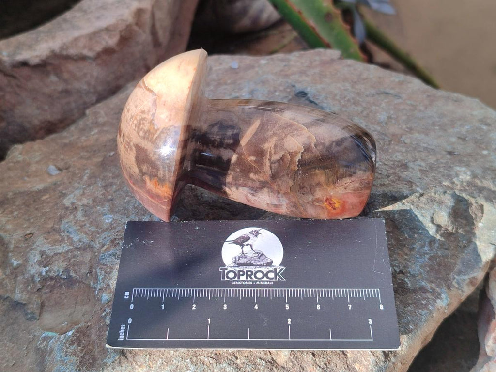 Polished Podocarpus Petrified Wood Mushroom Carving x 1 From Mahajanga Madagascar