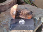 Polished Podocarpus Petrified Wood Mushroom Carving x 1 From Mahajanga Madagascar