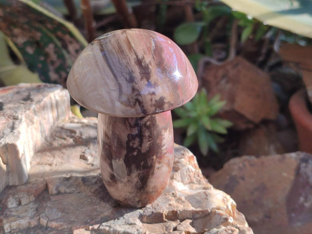 Polished Podocarpus Petrified Wood Mushroom Carving x 1 From Mahajanga Madagascar