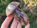 Polished Podocarpus Petrified Wood Mushroom Carving x 1 From Mahajanga Madagascar