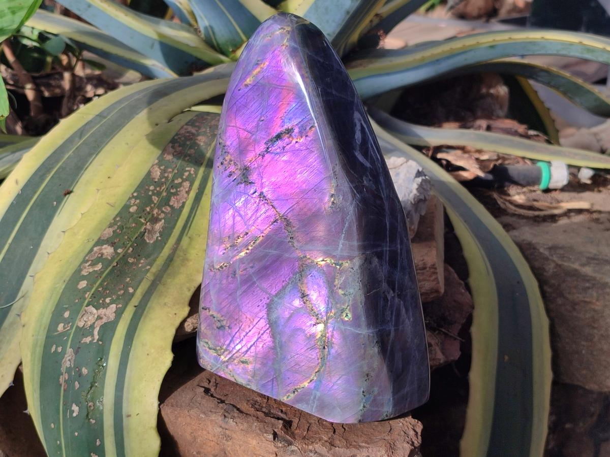 Polished XL Purple Sunset Labradorite Standing Free Form x 1 From Tulear, Madagascar