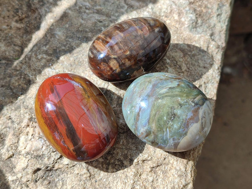 Polished Petrified Wood Free Form Galets Set of 3 x 1 From Mahajanga Madagascar
