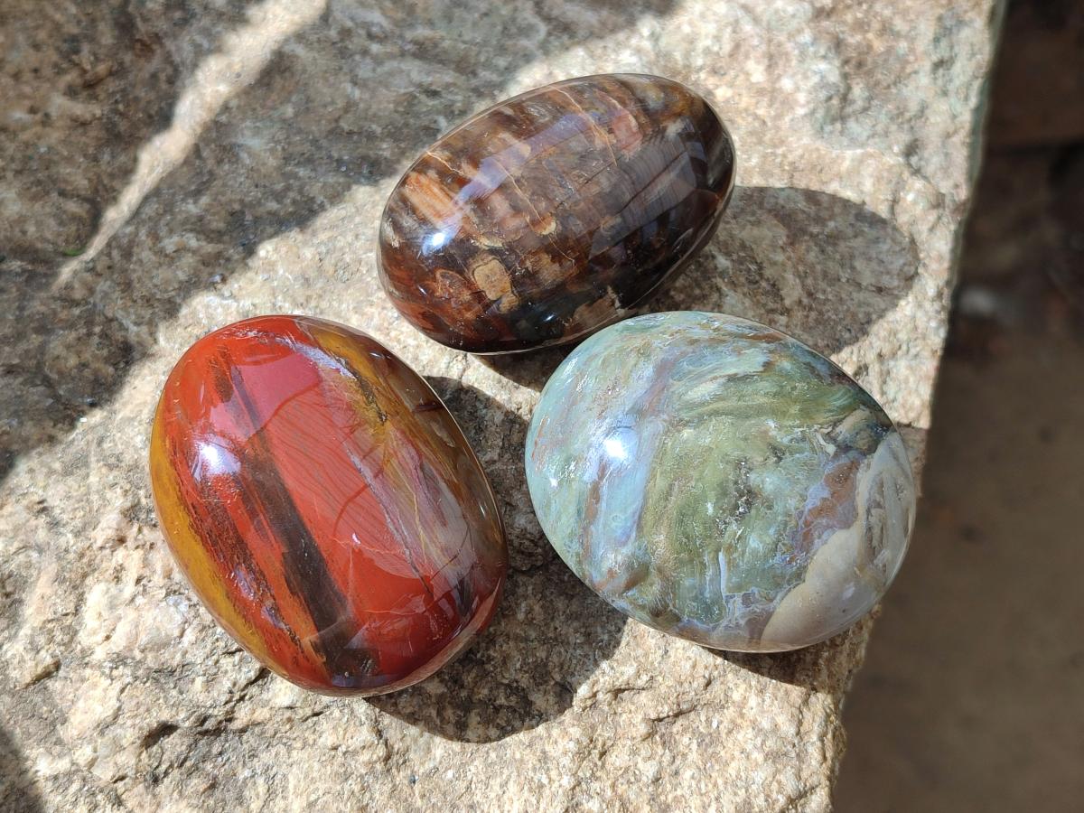 Polished Petrified Wood Free Form Galets Set of 3 x 1 From Mahajanga Madagascar