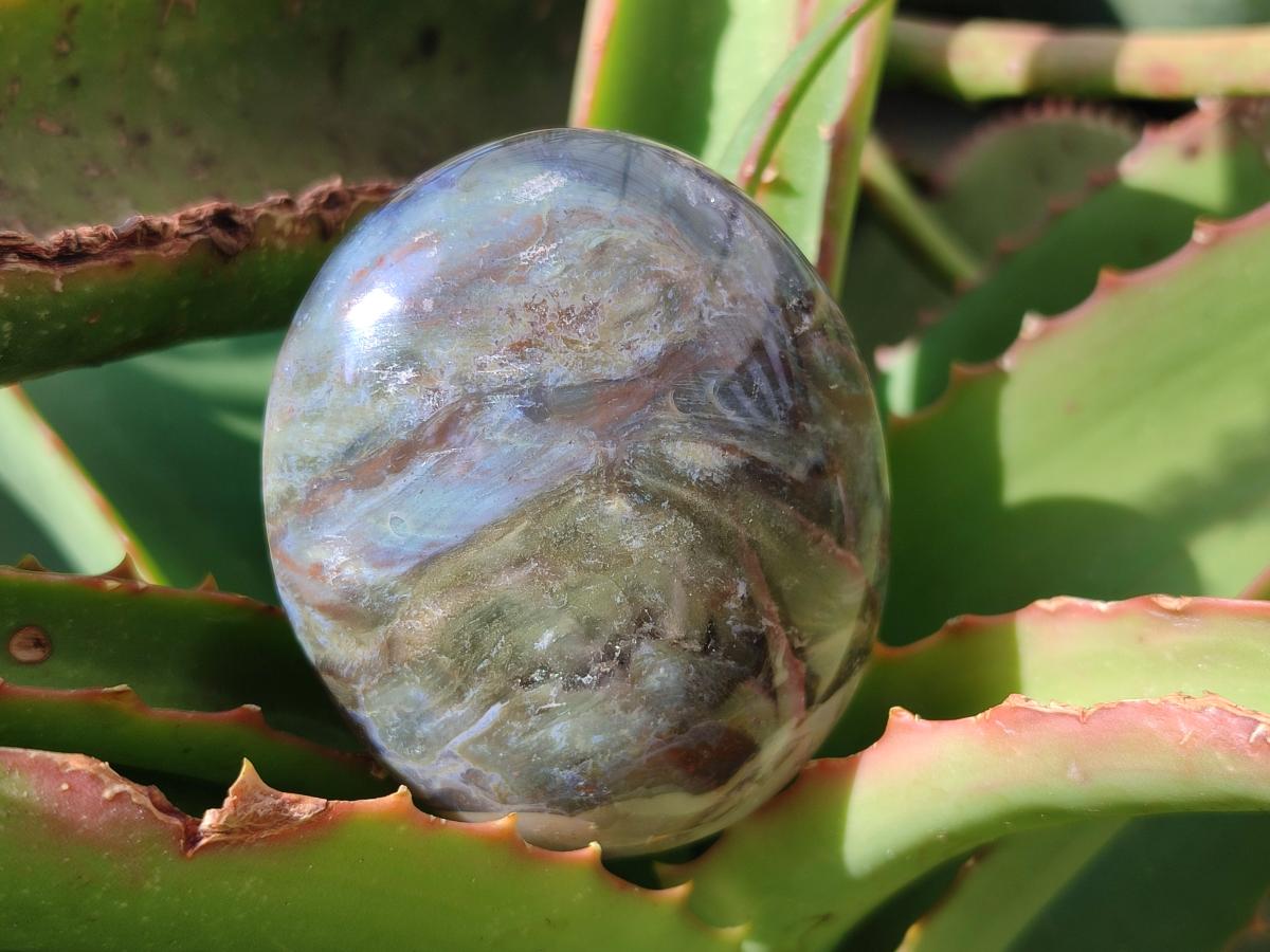Polished Petrified Wood Free Form Galets Set of 3 x 1 From Mahajanga Madagascar